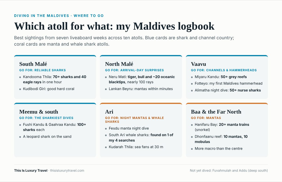 Infographic: which Maldives atoll to dive for sharks, mantas and whale sharks, with first-hand logbook sightings for each region
