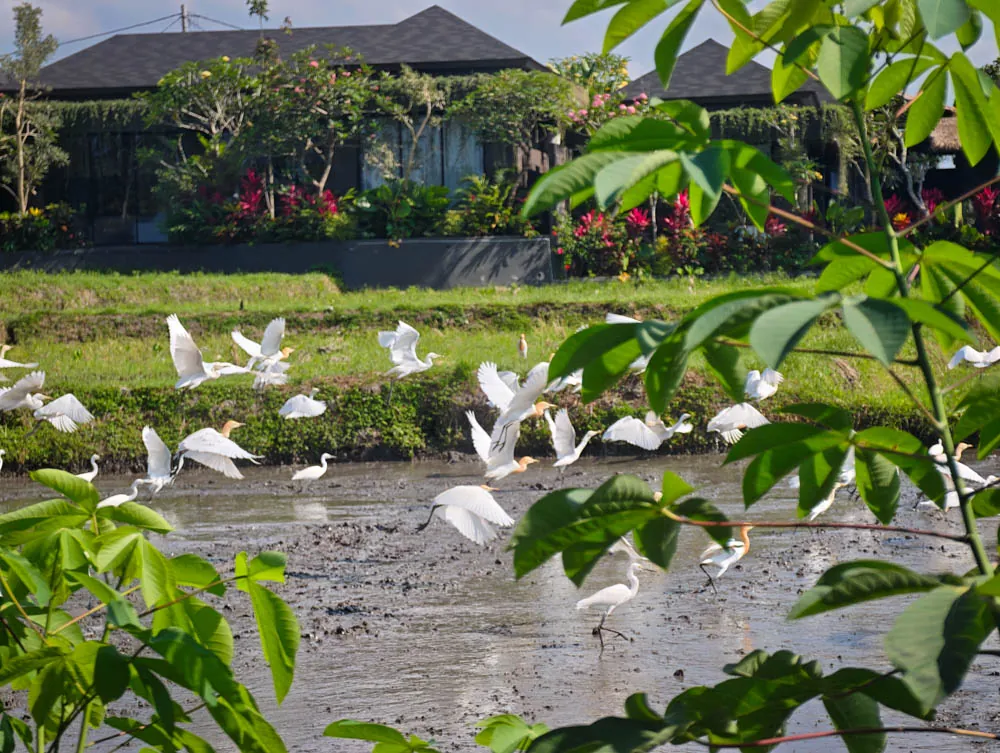 Flock of white egrets in a flooded rice field beside Goddess Retreat Ubud