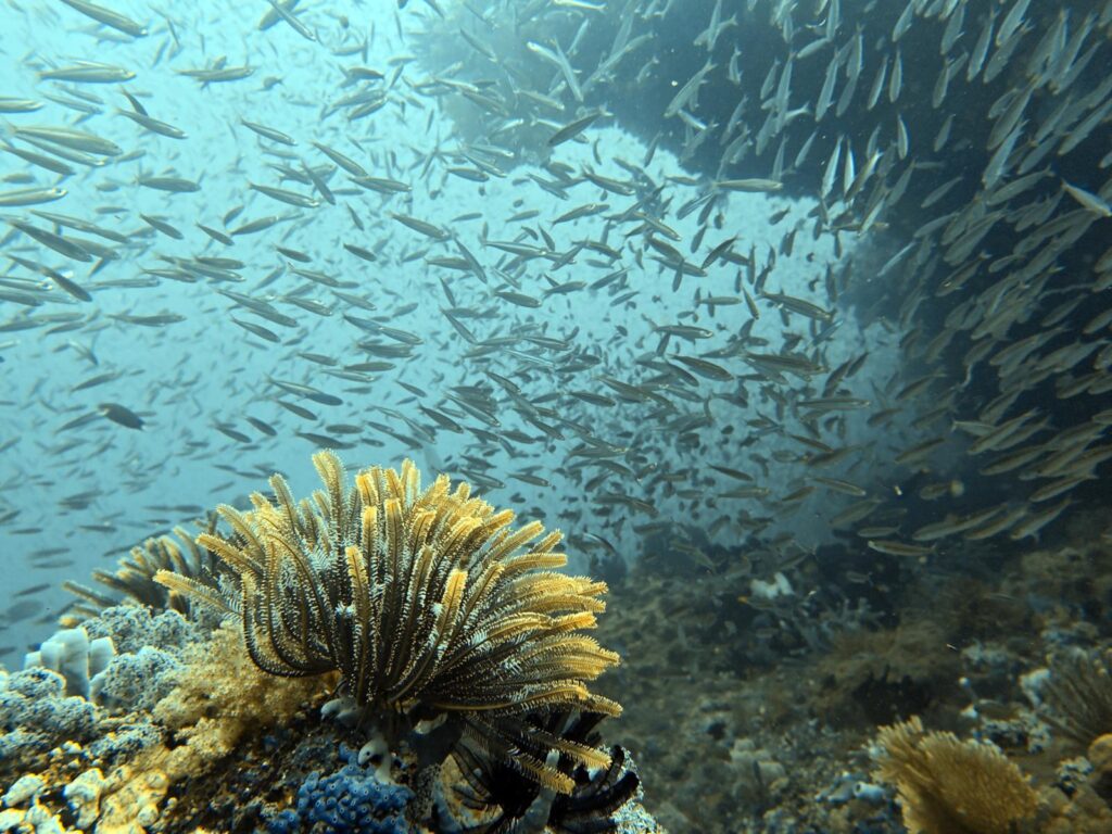 Feather star on the reef in front of a dense school of baitfish, photographed on a phone in a DIVEVOLK housing