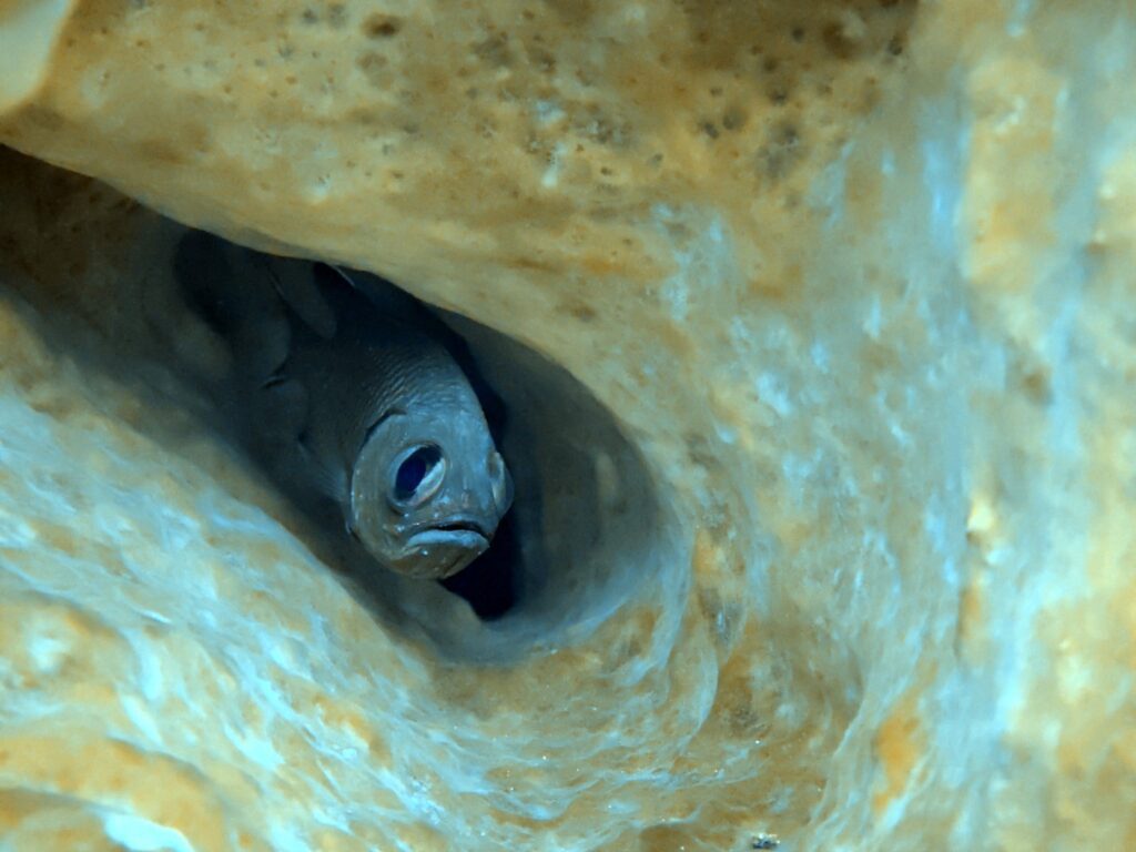 Fish peering out from inside a sponge, photographed on a phone in a DIVEVOLK housing