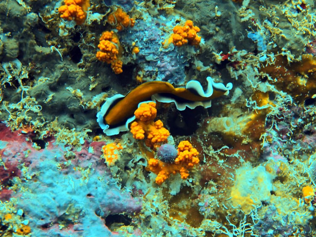 Orange and white flatworm crawling over sponges and orange soft coral, photographed on a phone in a DIVEVOLK housing