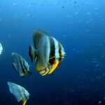 Diving at Four Kings, Misool, Raja Ampat, October 2026