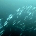 Diving at Four Kings, Misool, Raja Ampat, October 2026
