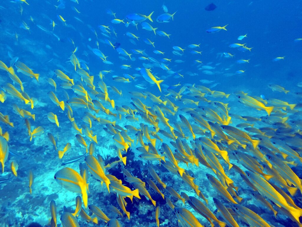 Diving at Four Kings, Misool, Raja Ampat, October 2026