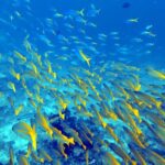 Diving at Four Kings, Misool, Raja Ampat, October 2026