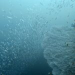 Diving at Four Kings, Misool, Raja Ampat, October 2026