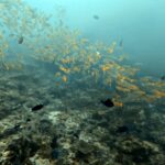 Diving at Four Kings, Misool, Raja Ampat, October 2026