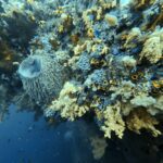 Diving at Four Kings, Misool, Raja Ampat, October 2026