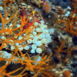 Diving at Four Kings, Misool, Raja Ampat, October 2026