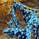 Diving at Four Kings, Misool, Raja Ampat, October 2026