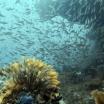 Diving at Four Kings, Misool, Raja Ampat, October 2026