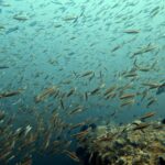 Diving at Four Kings, Misool, Raja Ampat, October 2026