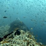 Diving at Four Kings, Misool, Raja Ampat, October 2026