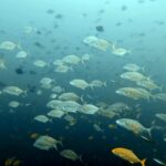 Diving at Four Kings, Misool, Raja Ampat, October 2026
