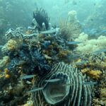 Diving at Four Kings, Misool, Raja Ampat, October 2026