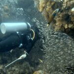 Diving at Four Kings, Misool, Raja Ampat, October 2026