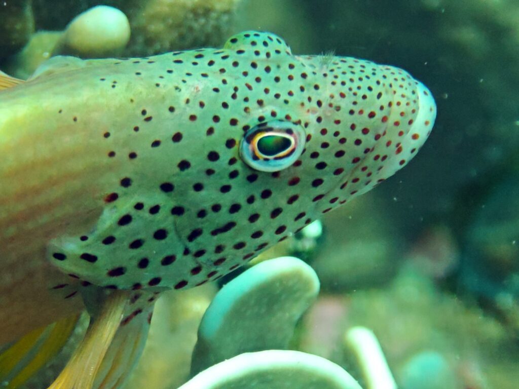 Freckled hawkfish portrait among the corals, photographed on a phone in a DIVEVOLK housing