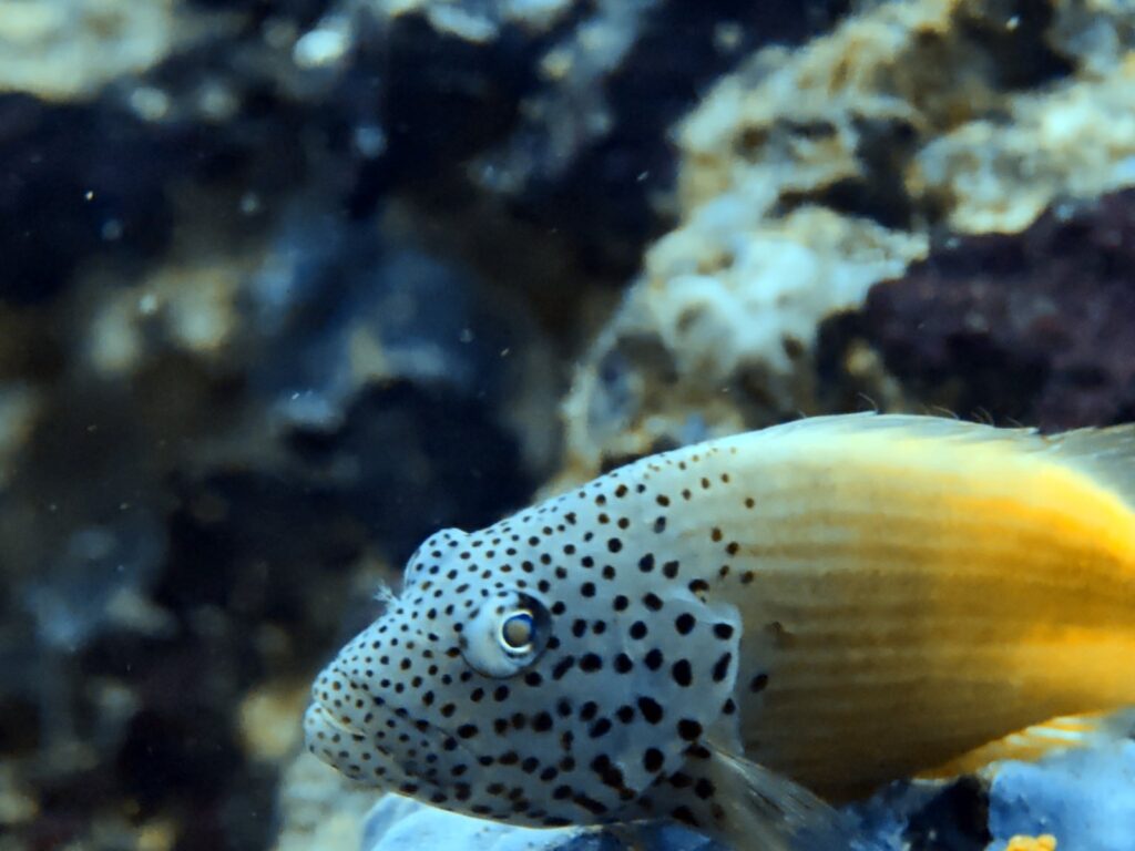 Freckled hawkfish with its yellow tail, resting on the reef, photographed on a phone in a DIVEVOLK housing