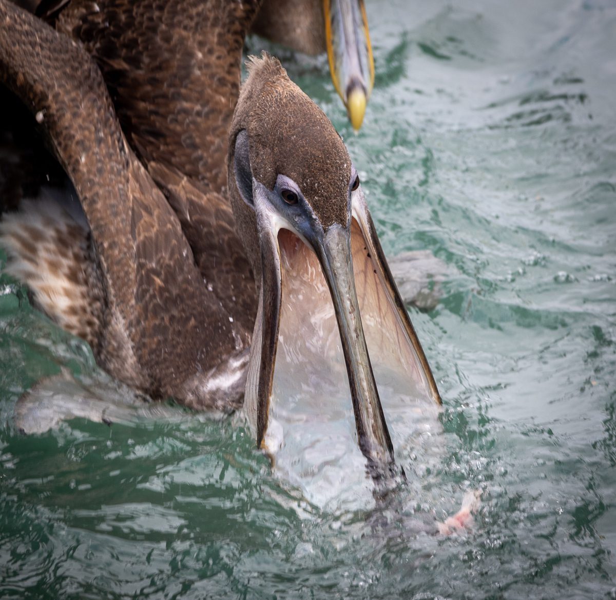 Brown pelican scooping water while feeding, Galápagos