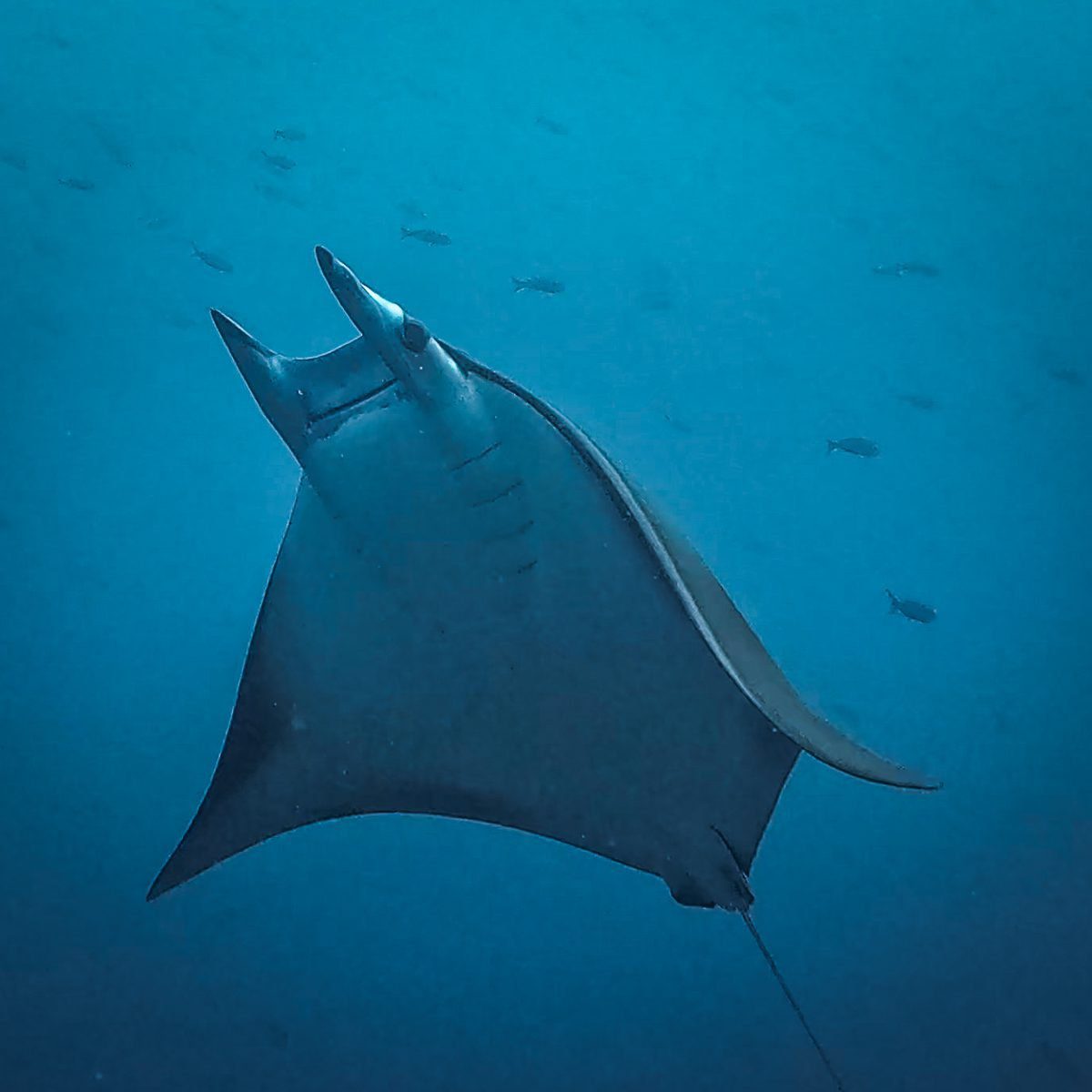 Mobula ray seen from below in blue water, Galápagos
