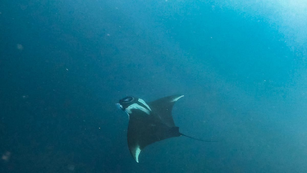 Oceanic manta ray gliding in open water, Galápagos