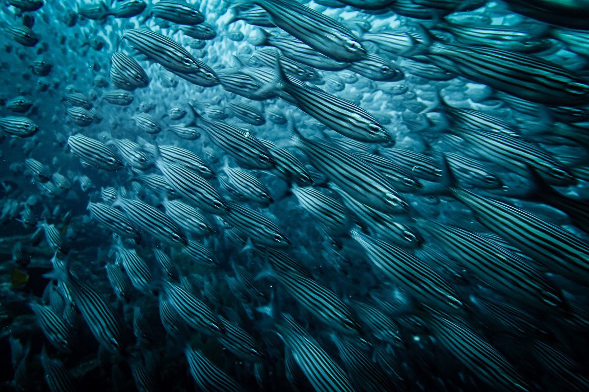 Wall of striped salema filling the frame, Galápagos
