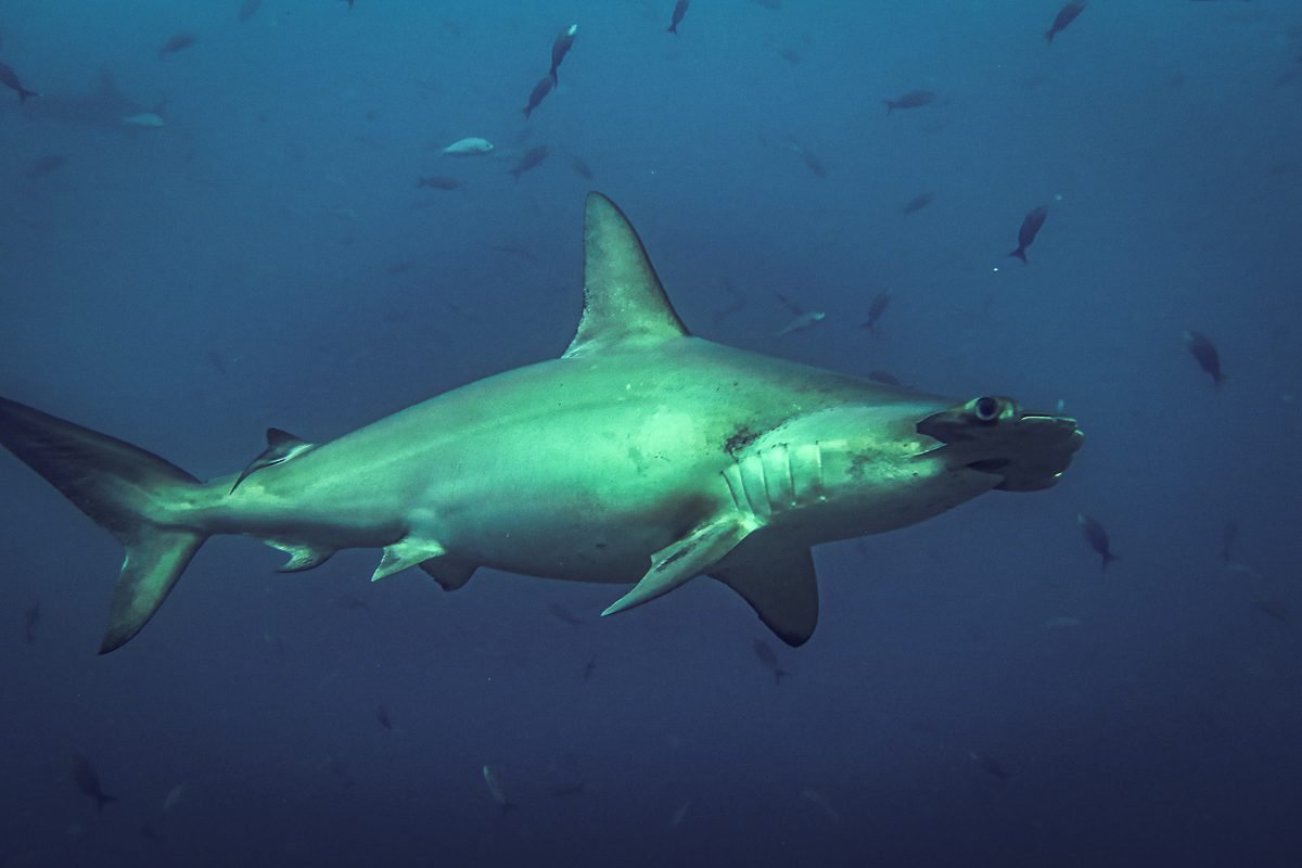 Close side view of a scalloped hammerhead shark, Galápagos