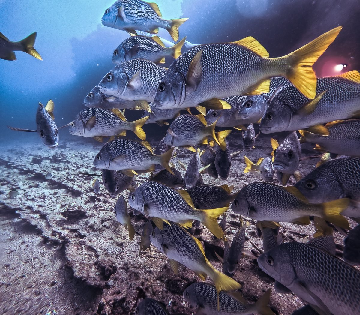 School of yellow-tailed grunts over a sandy bottom, Galápagos