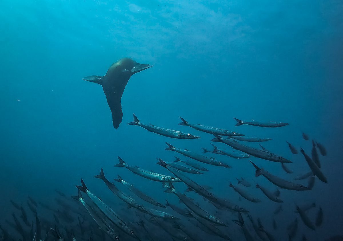 Galápagos sea lion swimming above a school of barracuda