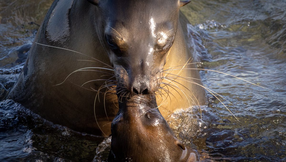 Galápagos sea lion mother nuzzling her pup in the shallows