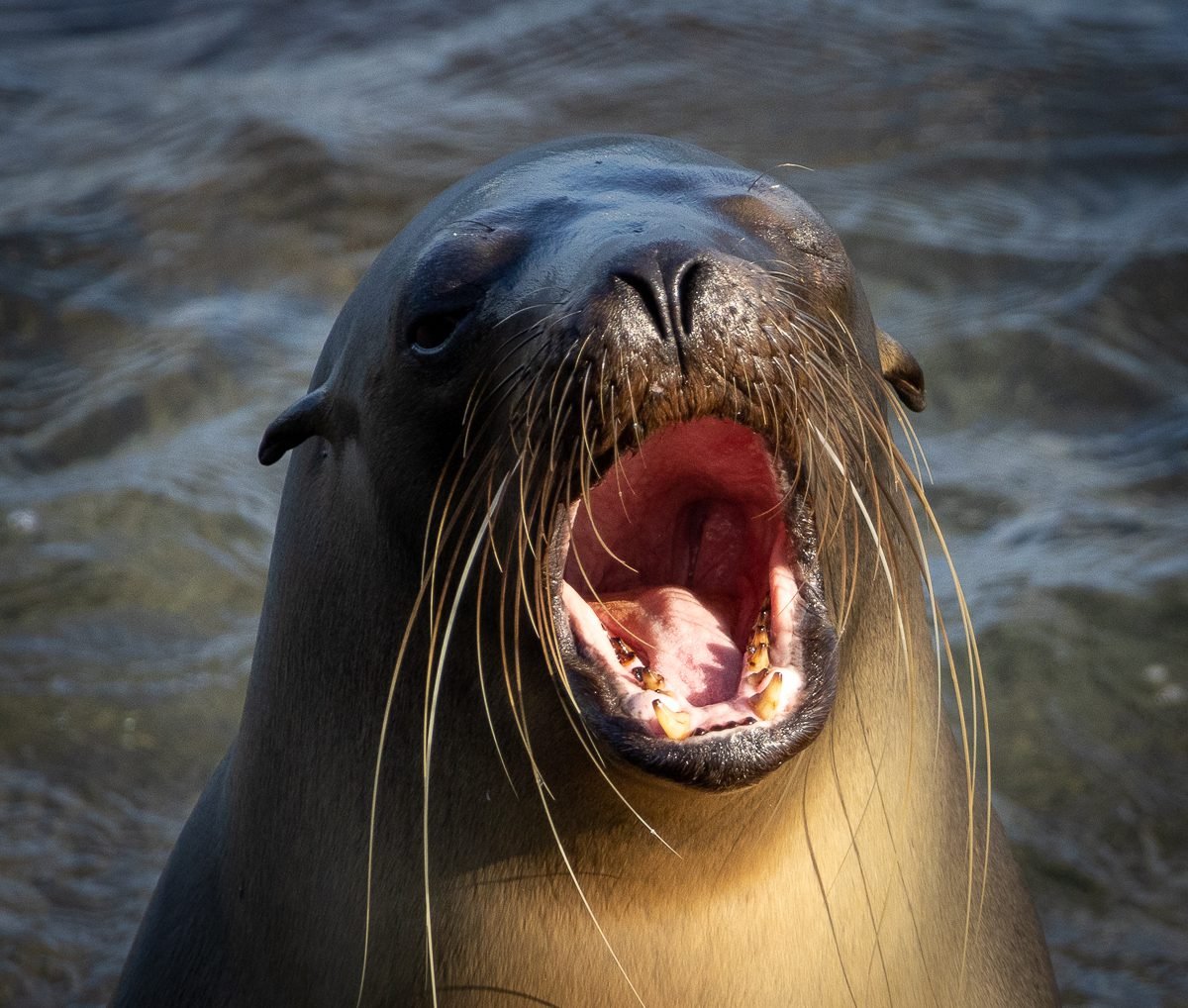 Galápagos sea lion with its mouth wide open