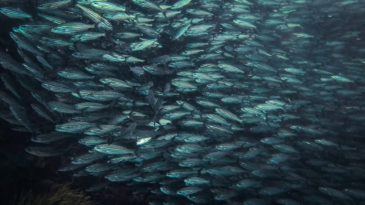 Dense school of striped salema, Galápagos