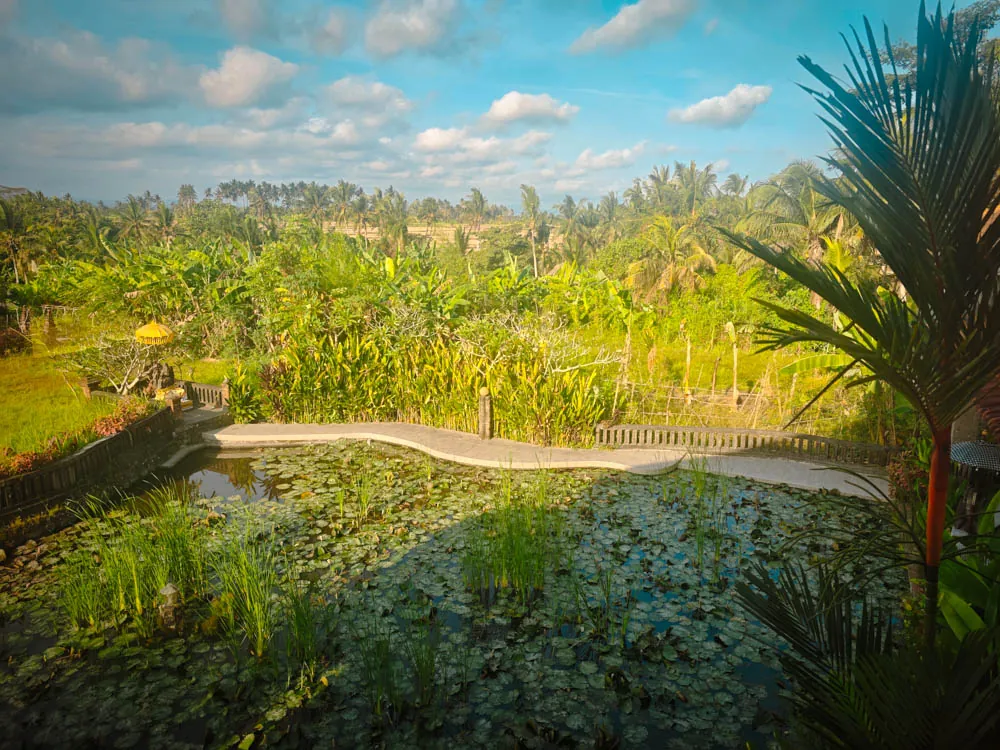 Lily pond and tropical garden below the rice fields at Goddess Retreat Ubud