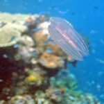 Snorkelling at Gorgonian Passage, Misool, Raja Ampat, October 2026