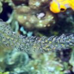 Snorkelling at Gorgonian Passage, Misool, Raja Ampat, October 2026