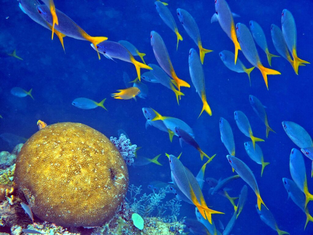 Snorkelling at Gorgonian Passage, Misool, Raja Ampat, October 2026