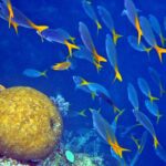 Snorkelling at Gorgonian Passage, Misool, Raja Ampat, October 2026
