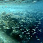 Snorkelling at Gorgonian Passage, Misool, Raja Ampat, October 2026