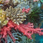 Snorkelling at Gorgonian Passage, Misool, Raja Ampat, October 2026