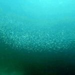 Snorkelling at Gorgonian Passage, Misool, Raja Ampat, October 2026
