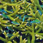 Snorkelling at Gorgonian Passage, Misool, Raja Ampat, October 2026