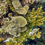 Snorkelling at Gorgonian Passage, Misool, Raja Ampat, October 2026