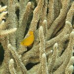 Snorkelling at Gorgonian Passage, Misool, Raja Ampat, October 2026