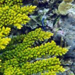 Snorkelling at Gorgonian Passage, Misool, Raja Ampat, October 2026
