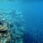 Snorkelling at Gorgonian Passage, Misool, Raja Ampat, October 2026