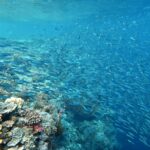 Snorkelling at Gorgonian Passage, Misool, Raja Ampat, October 2026
