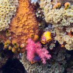 Snorkelling at Gorgonian Passage, Misool, Raja Ampat, October 2026