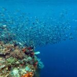 Snorkelling at Gorgonian Passage, Misool, Raja Ampat, October 2026