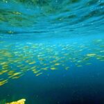 Snorkelling at Gorgonian Passage, Misool, Raja Ampat, October 2026