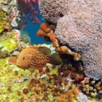 Snorkelling at Gorgonian Passage, Misool, Raja Ampat, October 2026